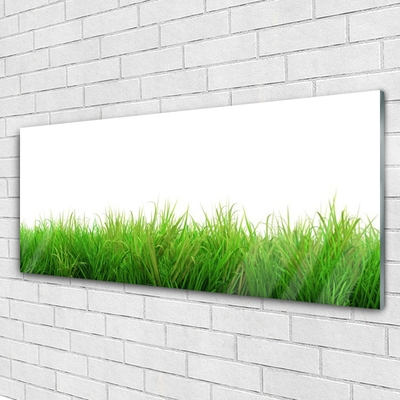 Tableaux sur verre Herbe nature vert