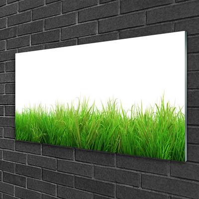 Tableaux sur verre Herbe nature vert