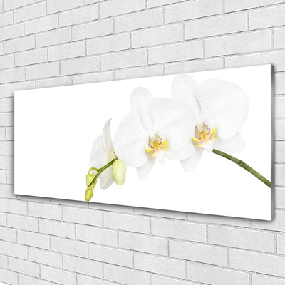 Tableaux sur verre Fleurs floral blanc