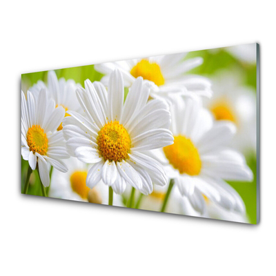 Tableaux sur verre Marguerite floral jaune blanc