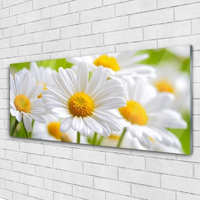 Tableaux sur verre Marguerite floral jaune blanc