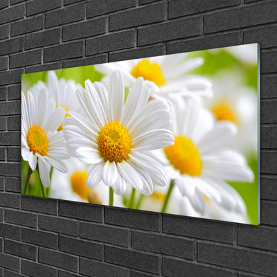 Tableaux sur verre Marguerite floral jaune blanc