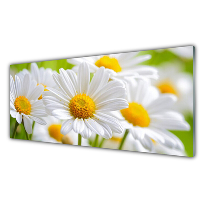 Tableaux sur verre Marguerite floral jaune blanc