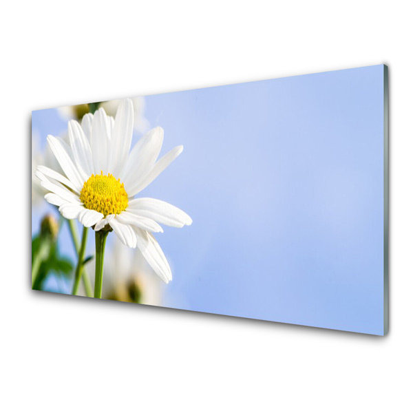 Tableaux sur verre Marguerite floral jaune blanc