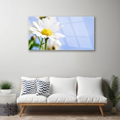 Tableaux sur verre Marguerite floral jaune blanc