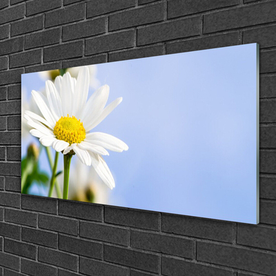 Tableaux sur verre Marguerite floral jaune blanc