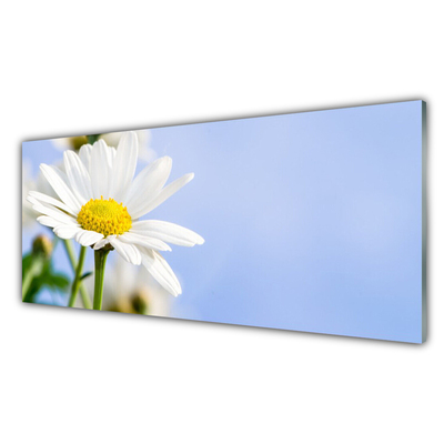 Tableaux sur verre Marguerite floral jaune blanc