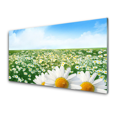 Tableaux sur verre Marguerite prairie floral vert blanc jaune