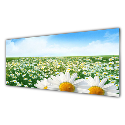 Tableaux sur verre Marguerite prairie floral vert blanc jaune