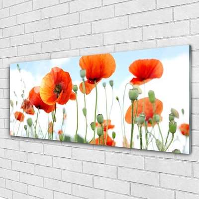 Tableaux sur verre Coquelicots floral rouge