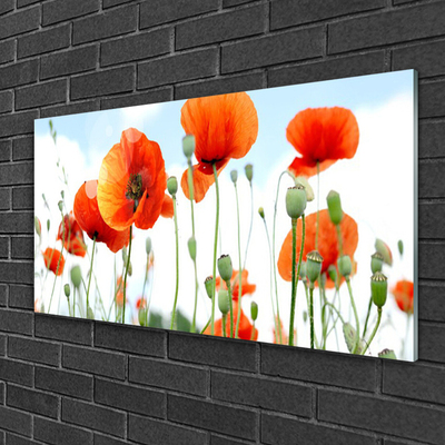 Tableaux sur verre Coquelicots floral rouge