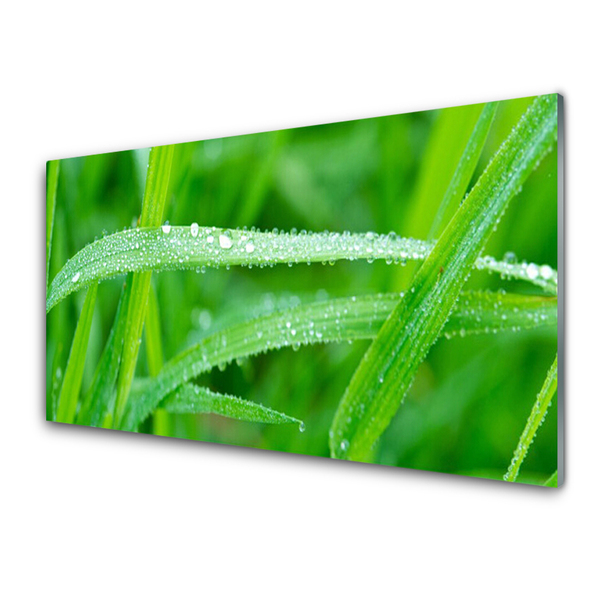 Tableaux sur verre Herbe nature vert