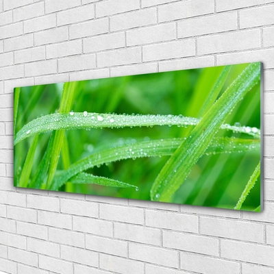 Tableaux sur verre Herbe nature vert