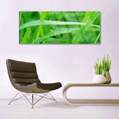 Tableaux sur verre Herbe nature vert