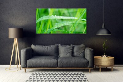 Tableaux sur verre Herbe nature vert