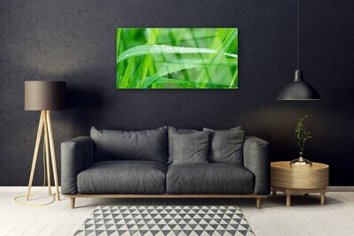 Tableaux sur verre Herbe nature vert