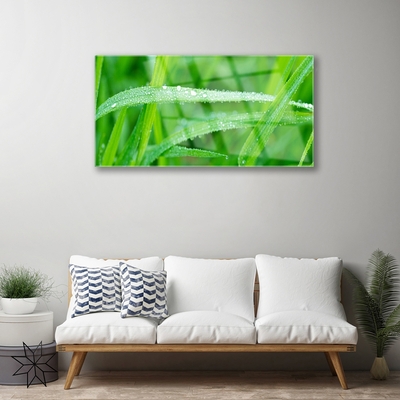 Tableaux sur verre Herbe nature vert