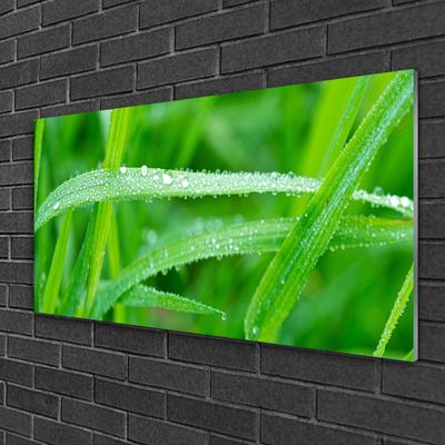 Tableaux sur verre Herbe nature vert