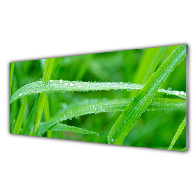 Tableaux sur verre Herbe nature vert