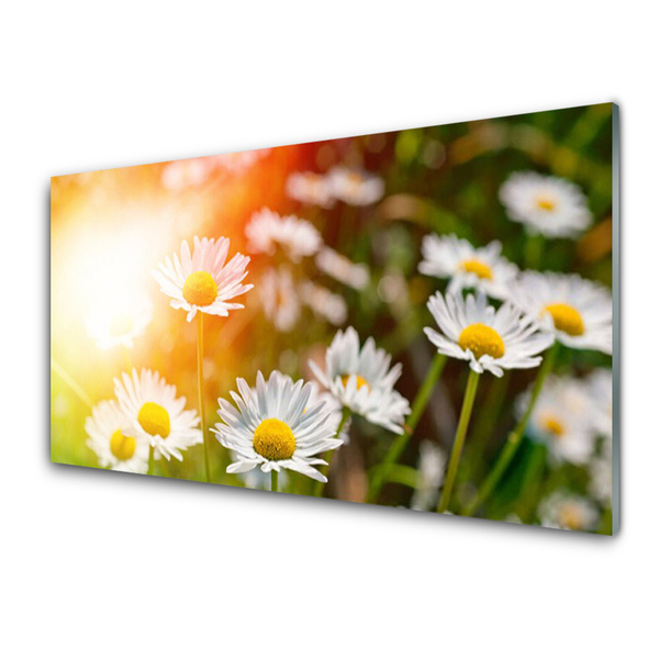 Tableaux sur verre Marguerite floral jaune blanc vert