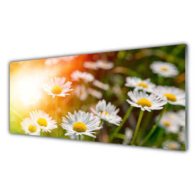 Tableaux sur verre Marguerite floral jaune blanc vert