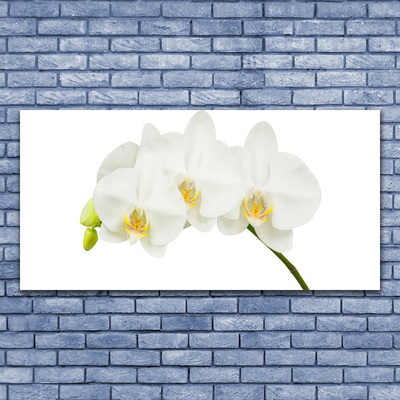 Tableaux sur verre Fleurs floral blanc