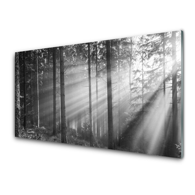 Tableaux sur verre Forêt nature gris