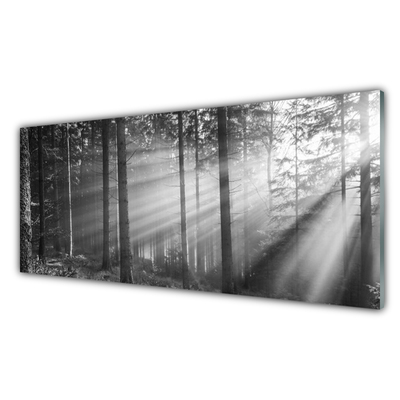 Tableaux sur verre Forêt nature gris