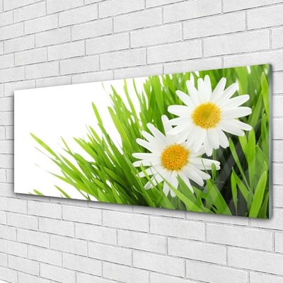 Tableaux sur verre Marguerite herbe floral vert jaune blanc