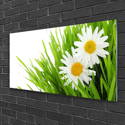 Tableaux sur verre Marguerite herbe floral vert jaune blanc