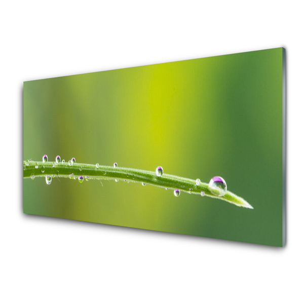 Tableaux sur verre Rosée herbe floral vert