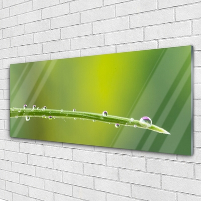 Tableaux sur verre Rosée herbe floral vert