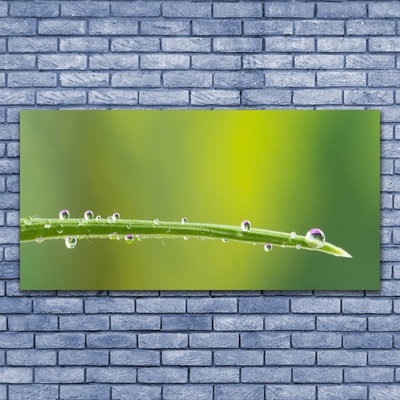 Tableaux sur verre Rosée herbe floral vert