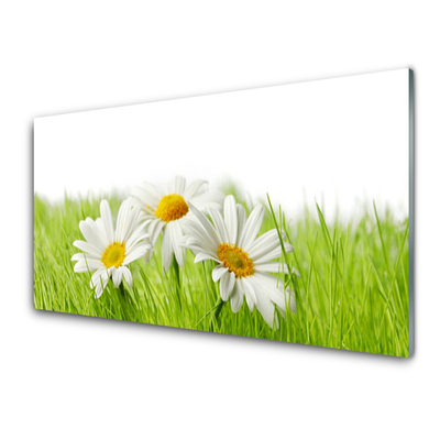 Tableaux sur verre Marguerite herbe floral blanc vert