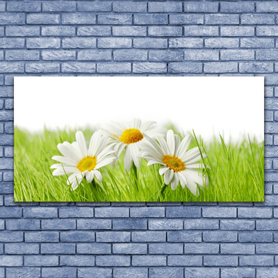 Tableaux sur verre Marguerite herbe floral blanc vert