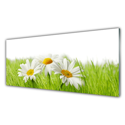 Tableaux sur verre Marguerite herbe floral blanc vert