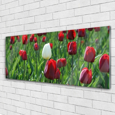 Tableaux sur verre Tulipes floral rouge blanc vert