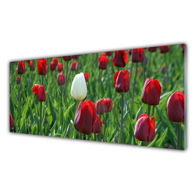 Tableaux sur verre Tulipes floral rouge blanc vert