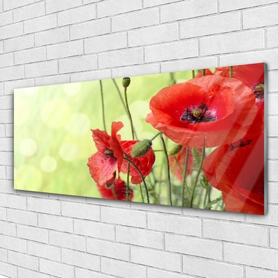 Tableaux sur verre Coquelicots floral vert rouge