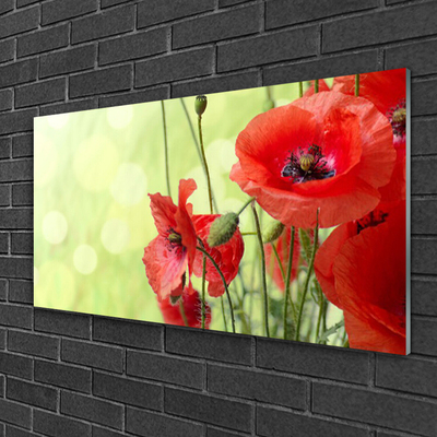 Tableaux sur verre Coquelicots floral vert rouge