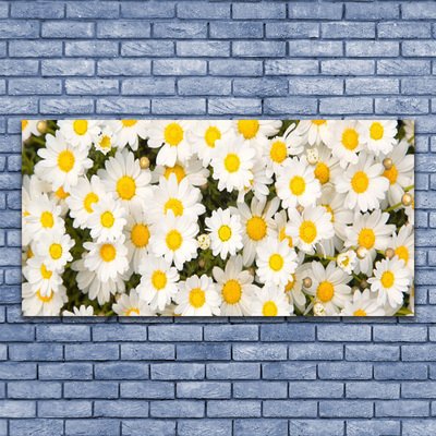 Tableaux sur verre Marguerite floral jaune blanc