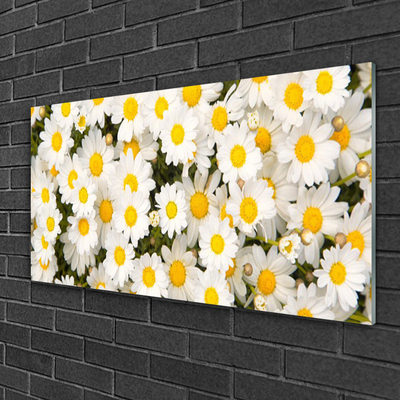 Tableaux sur verre Marguerite floral jaune blanc