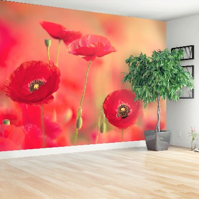 Papier peint photo Coquelicots rouges