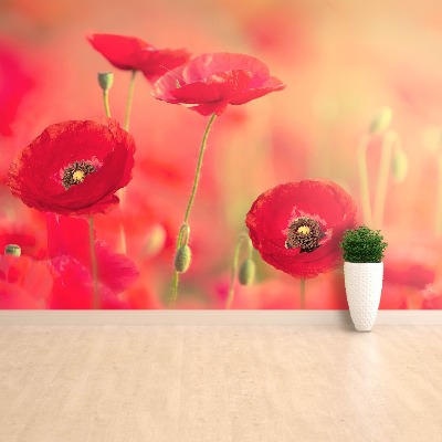 Papier peint photo Coquelicots rouges