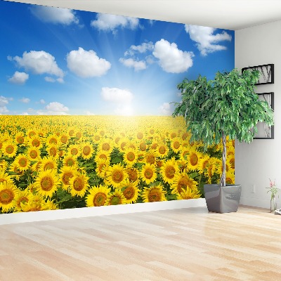 Papier peint Champs de tournesols