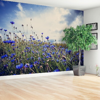 Papier peint photo Cornflowers