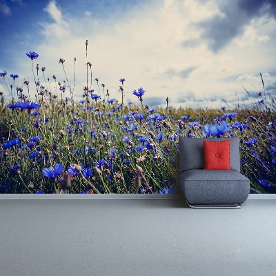 Papier peint photo Cornflowers