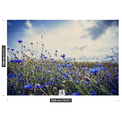 Papier peint photo Cornflowers