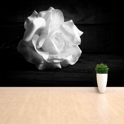 Papier peint photo Rose blanche