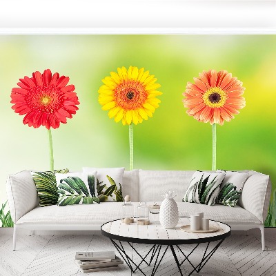 Papier peint photo Gerbera